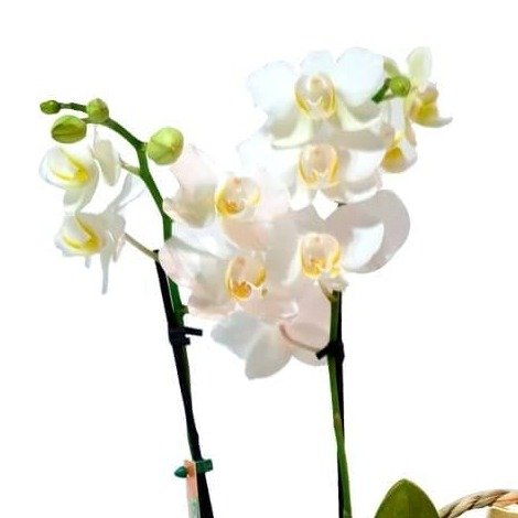 Cesta de Palha com Orquídea, Bombons e Espumante - vista alternativa