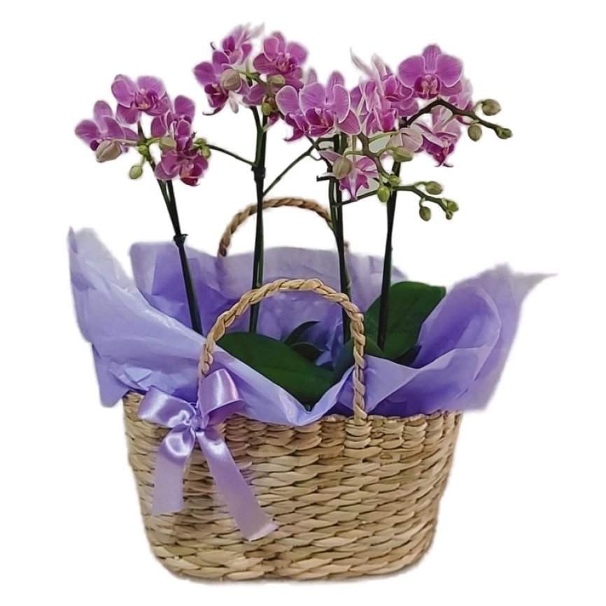 Cesta de Palha com Orquídeas - foto 3