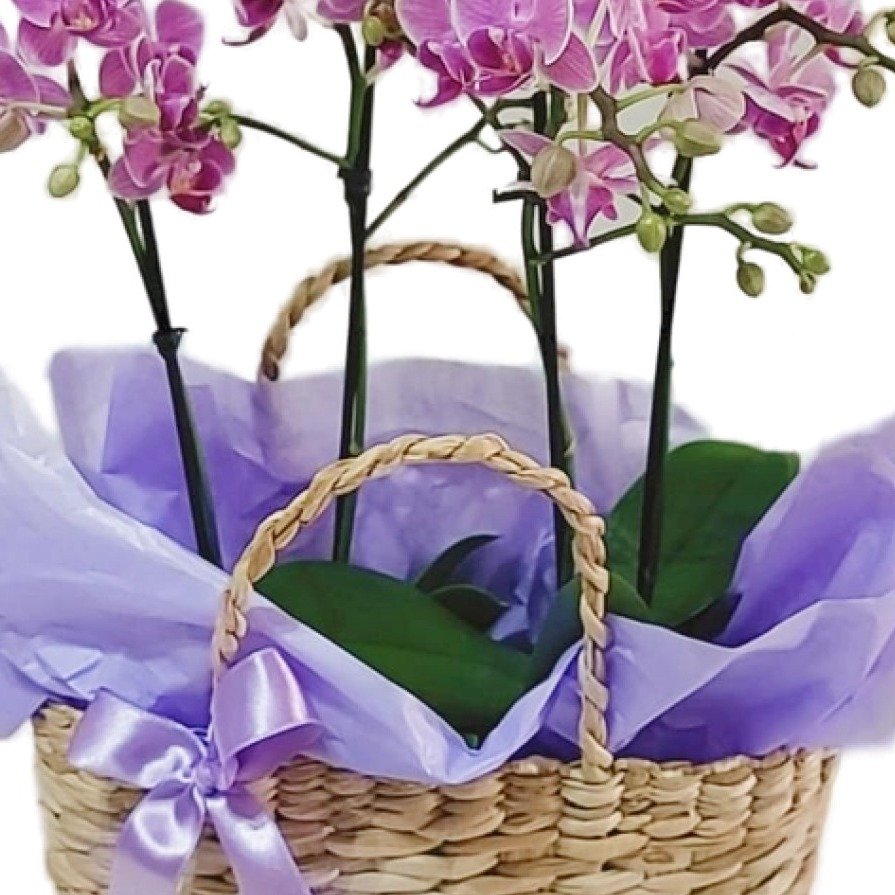 Cesta de Palha com Orquídeas - foto 4