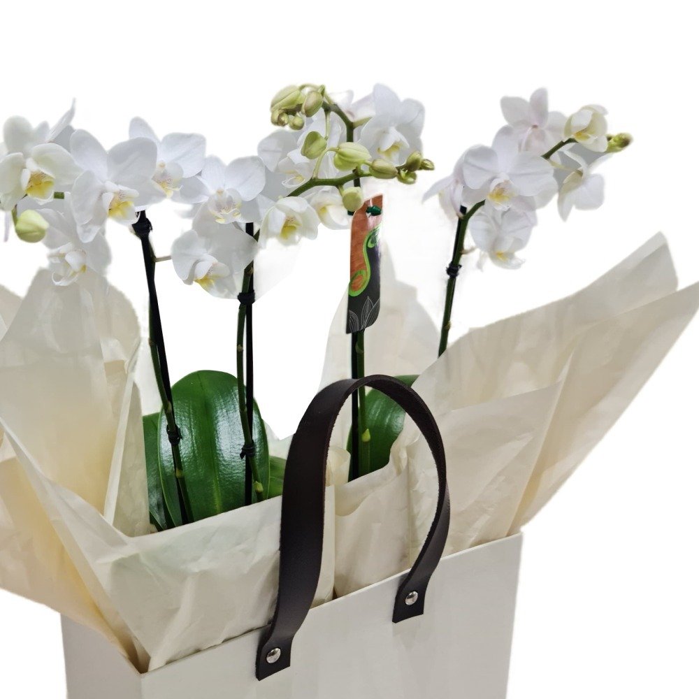 Cesta Premium Orquídeas Phaenopolis Brancas - vista alternativa