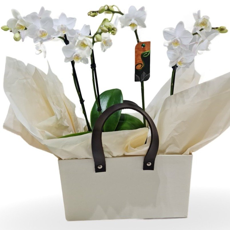Cesta Premium Orquídeas Phaenopolis Brancas - foto 3