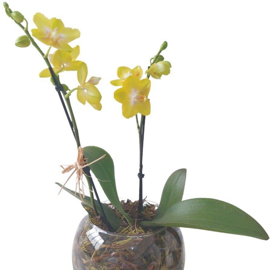 Vaso de Vidro Mini Orquídea Amarela - vista alternativa
