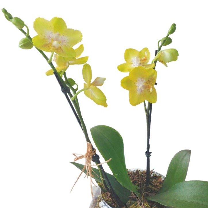 Vaso de Vidro Mini Orquídea Amarela - foto 3
