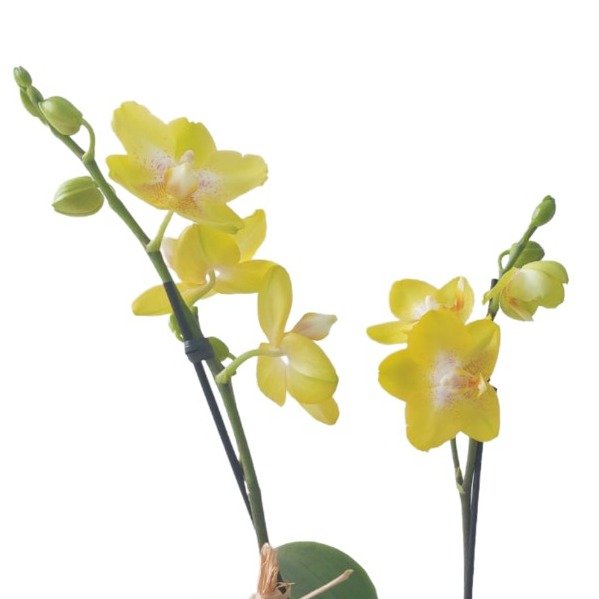 Vaso de Vidro Mini Orquídea Amarela - foto 4