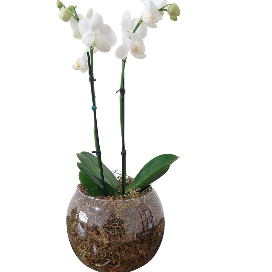 Vaso de Vidro Mini Orquídea Branca - vista alternativa