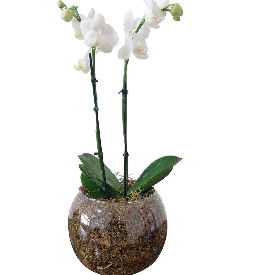 Vaso de Vidro Mini Orquídea Branca - foto 3