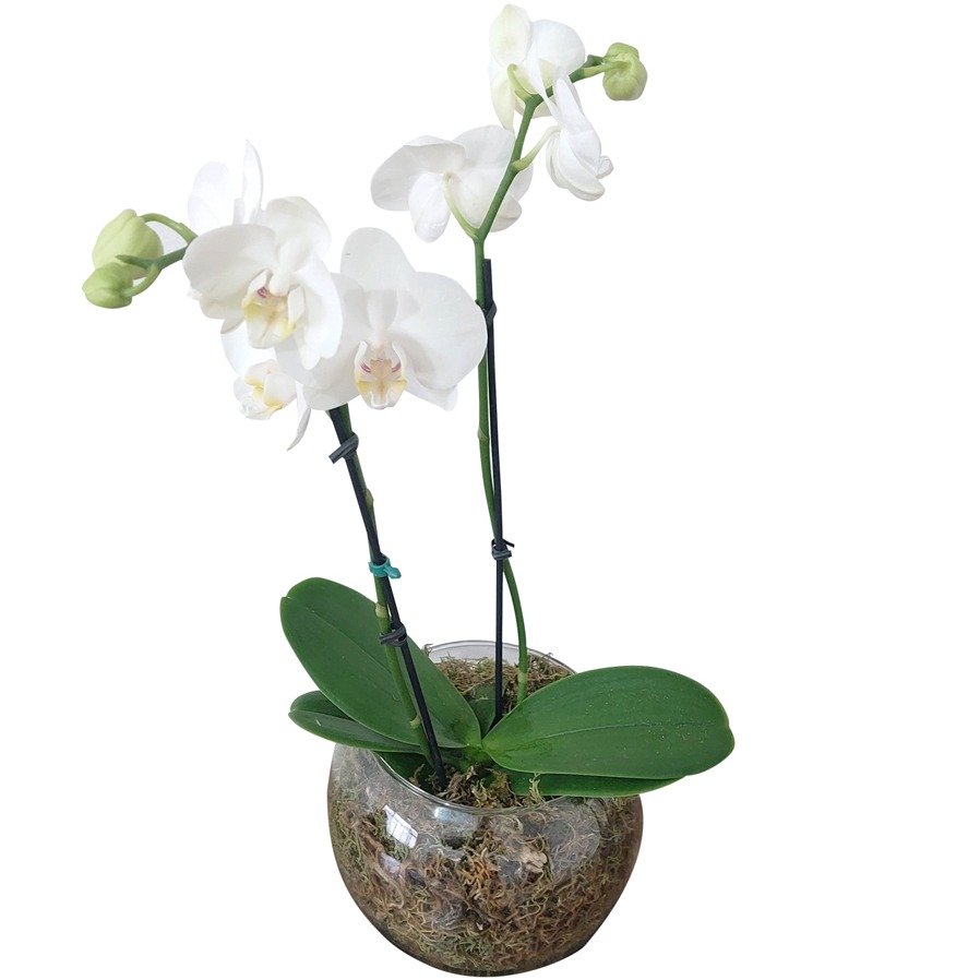 Vaso de Vidro Mini Orquídea Branca - foto 4
