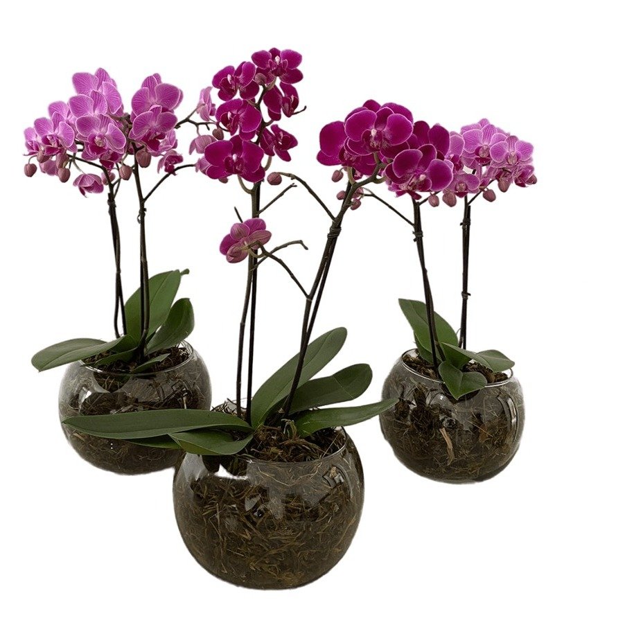 Vaso Vidro Mini Orquídea Lilás - vista alternativa