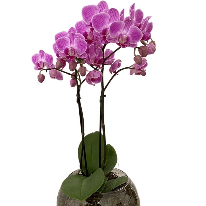 Vaso Vidro Mini Orquídea Lilás - foto 3