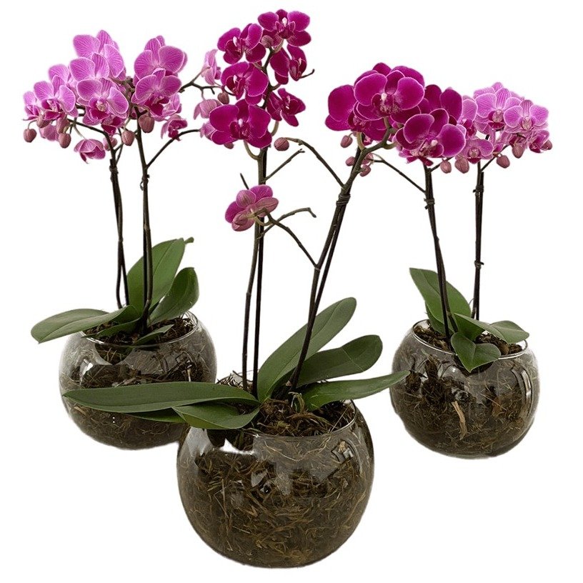 Vaso Vidro Mini Orquídea Lilás - foto 4