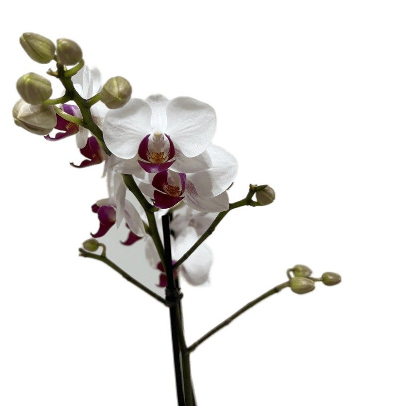 Vaso de Vidro Mini Orquídea Mesclada - vista alternativa