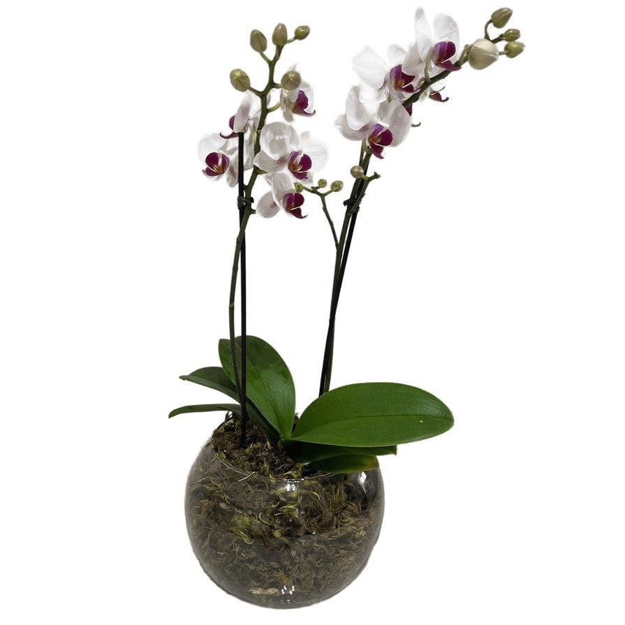 Vaso de Vidro Mini Orquídea Mesclada - foto 3