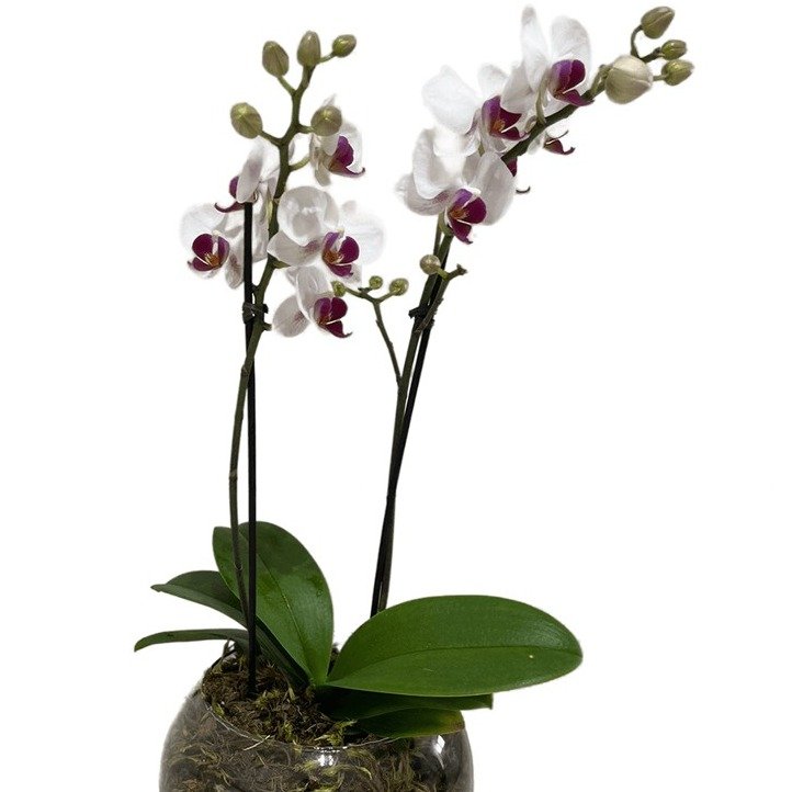 Vaso de Vidro Mini Orquídea Mesclada - foto 4