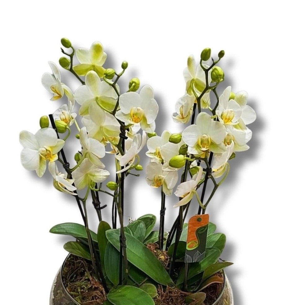 Vaso de Vidro com Orquídeas Premium Brancas - vista alternativa