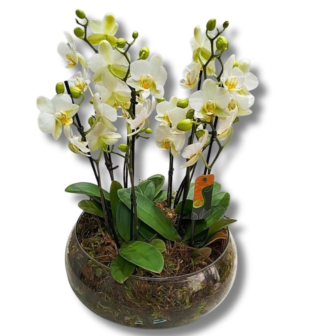 Vaso de Vidro com Orquídeas Premium Brancas - foto 3